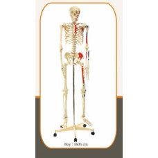 İSKELET MODELİ BOY 160cm